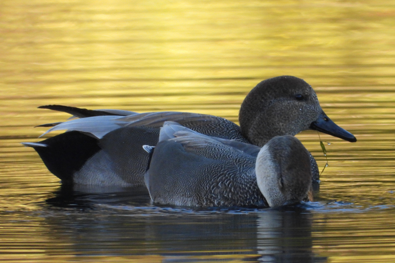 Gadwall